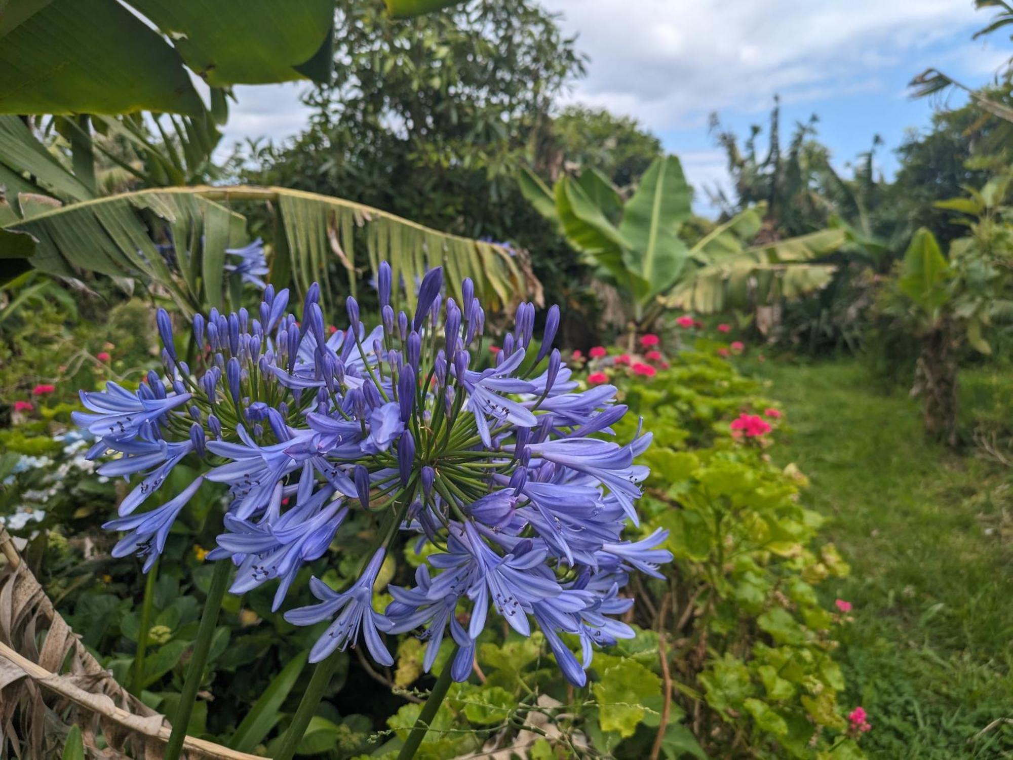 The Plantation Faial Bed and Breakfast Feteira  Exteriör bild